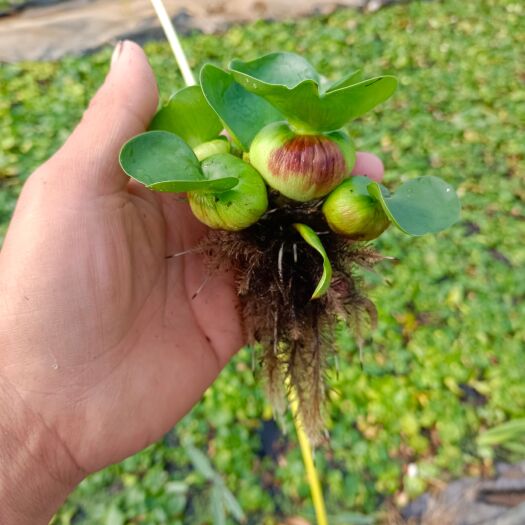 水葫芦池塘种植水草包邮批发大面积繁殖养殖净化水质养龟养鱼养蟹
