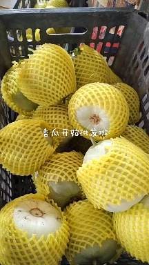 阜阳绿宝石香瓜