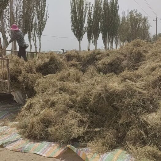 阿拉尔市新疆优质孜然