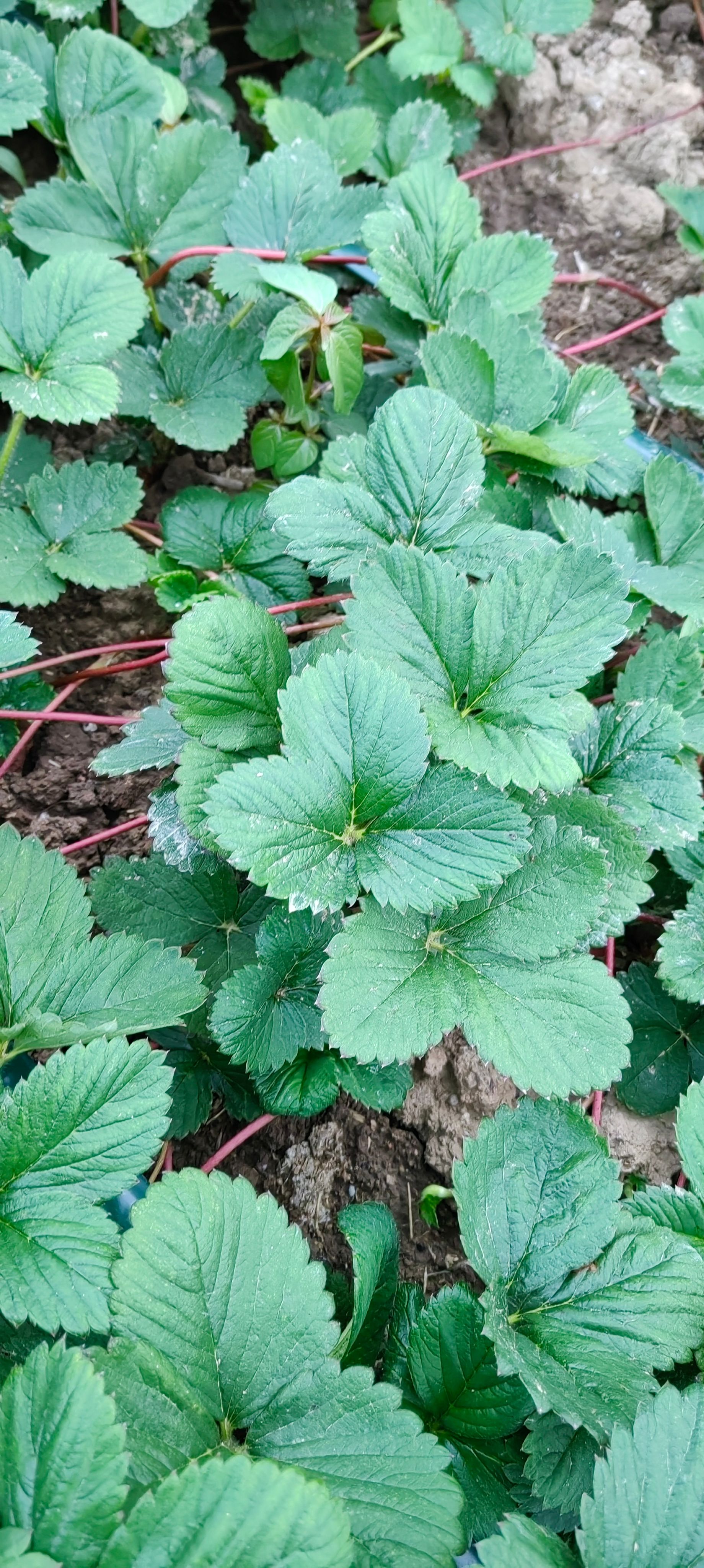 草莓苗