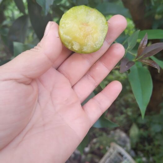 砚山县香脆李，酸酸爽爽