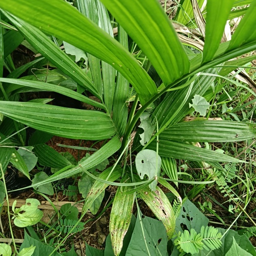 海南槟榔苗，15块钱一棵