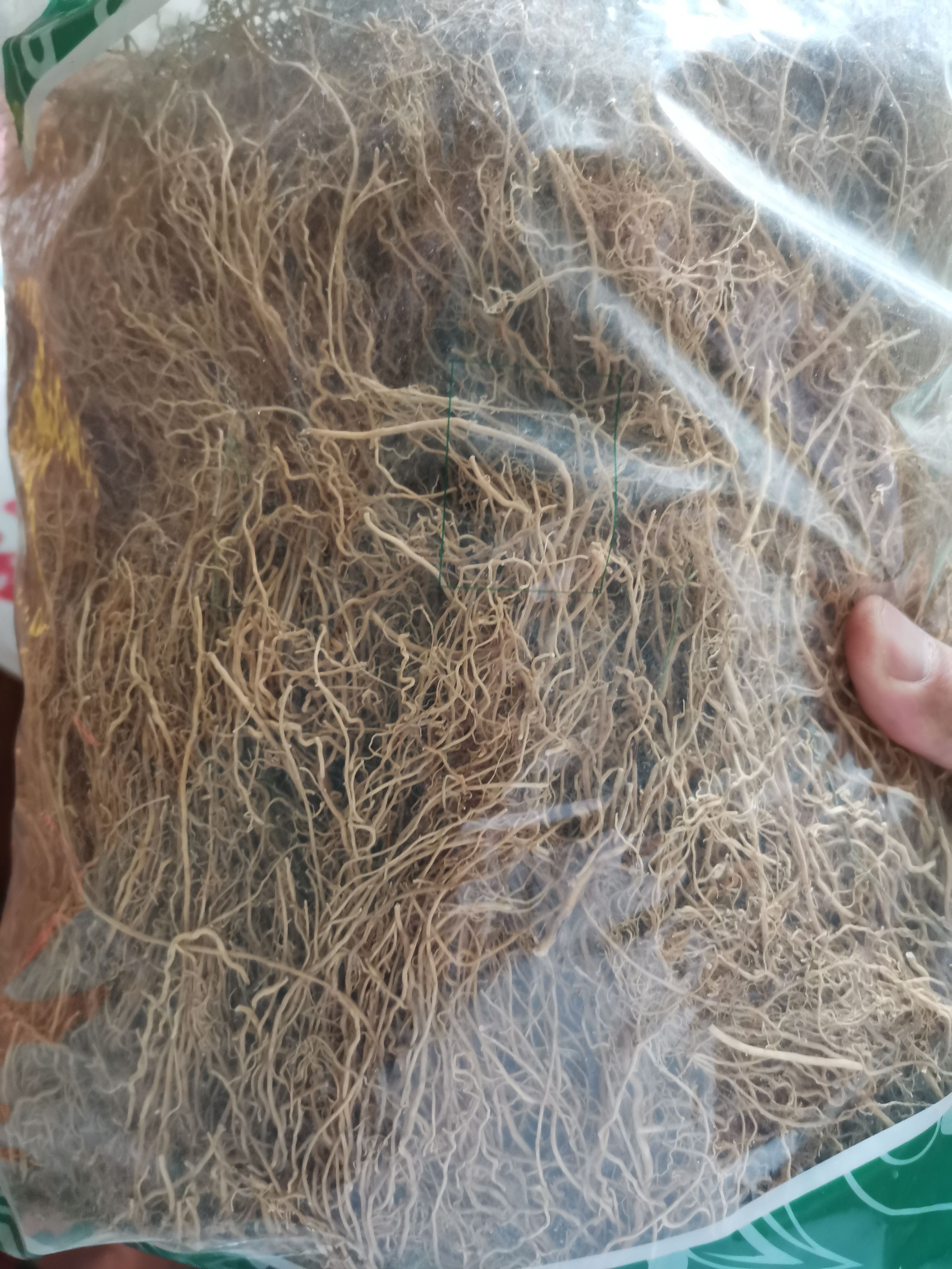 养肝草 正品无硫养肝【假一赔十保】