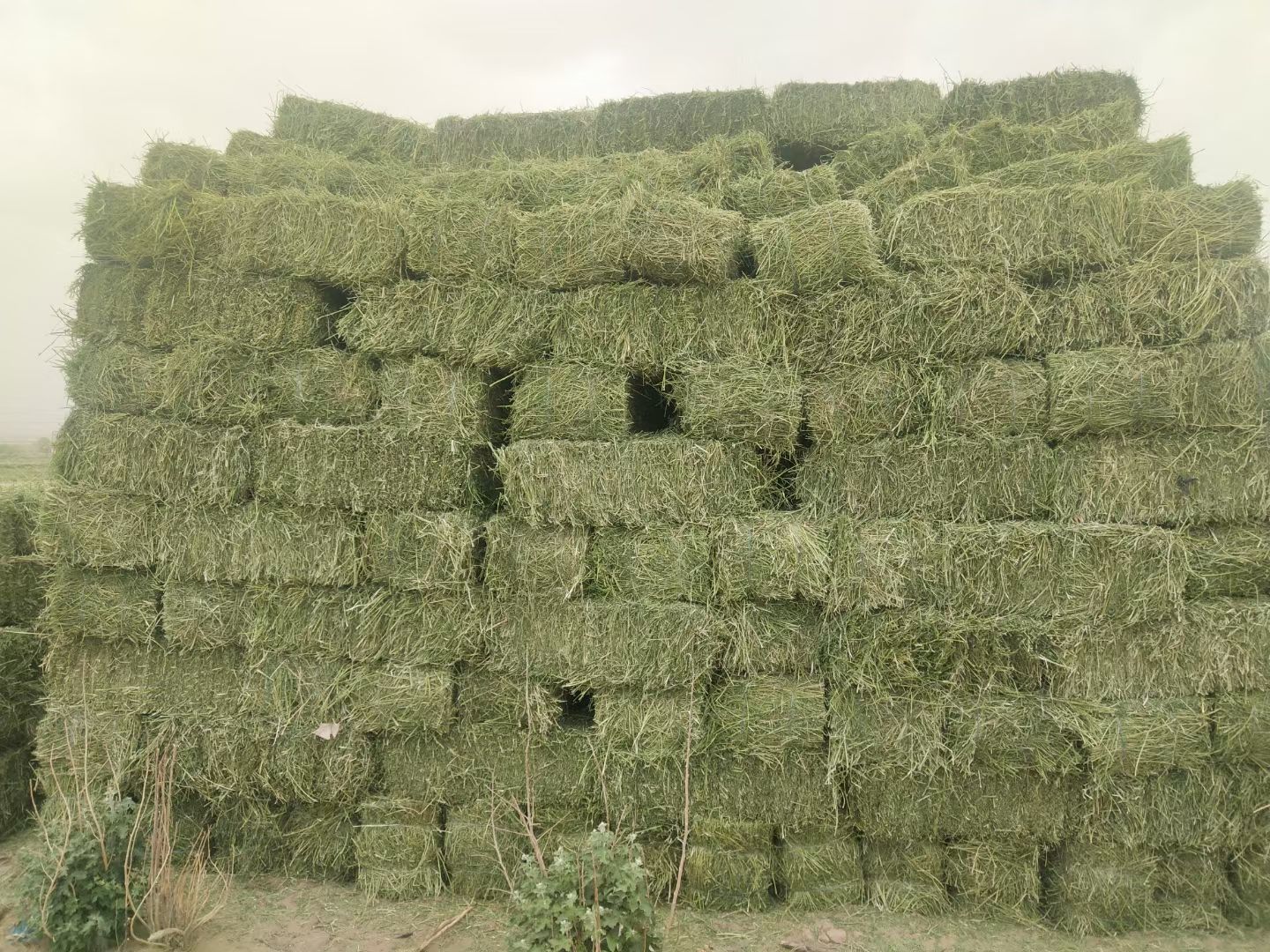 头茬小捆苜蓿草全国批发水份5-10个一下，小捆苜蓿草牛羊爱吃