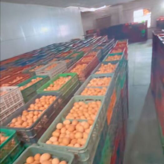 高密市鸡蛋