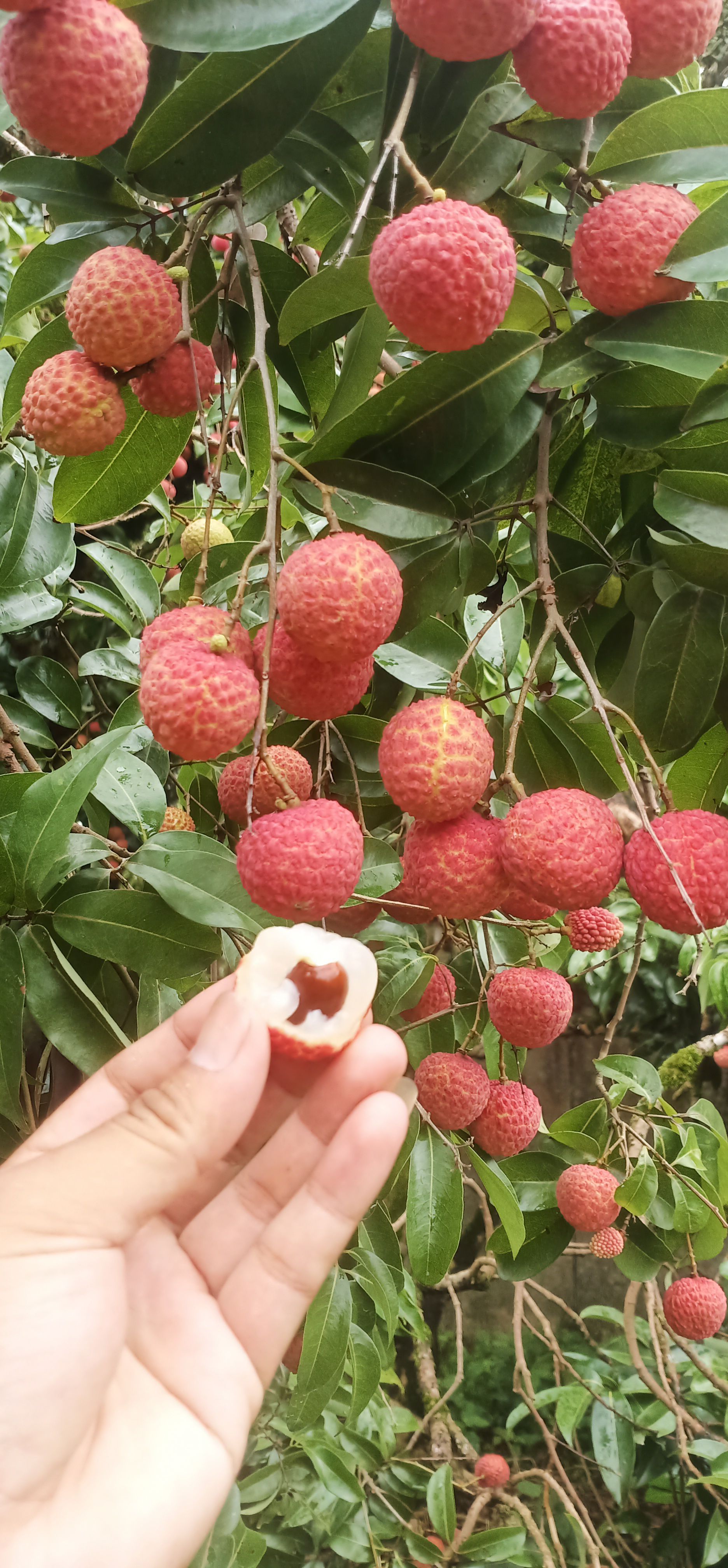 荔枝广西平南荔枝，桂味，白糖，禾荔，新鲜采摘，清甜多汁。