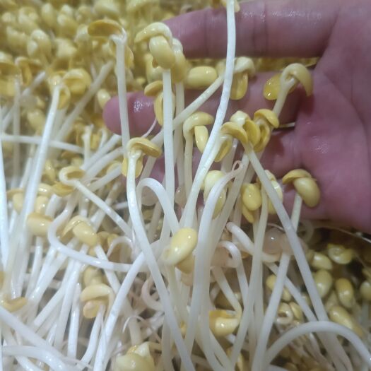 青州市黄豆芽