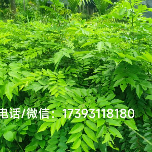 澄迈县海南白木沉香苗