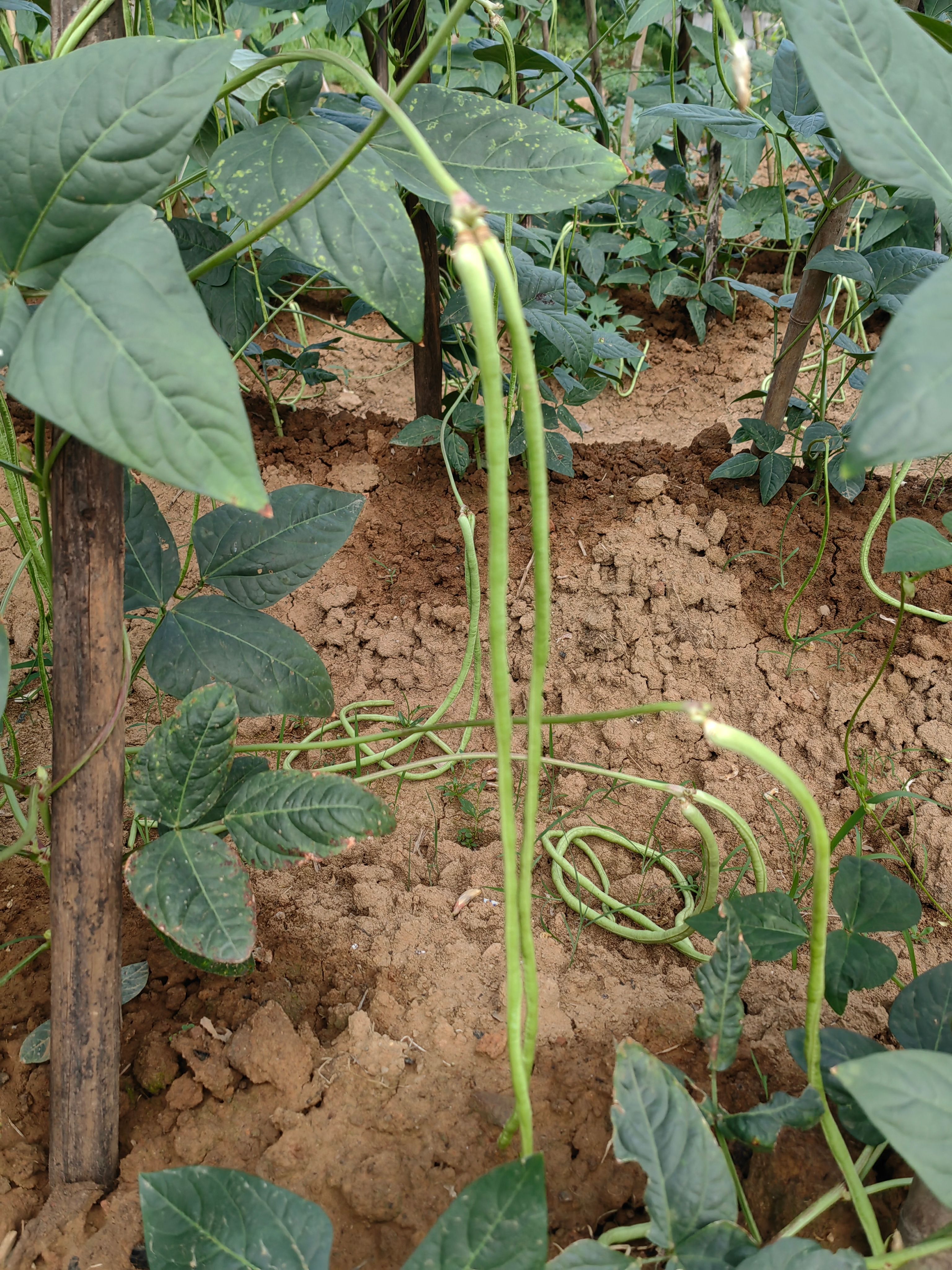 2025年新货湖南干豆角长豆角农家自制新鲜嫩豆角干豆角精品