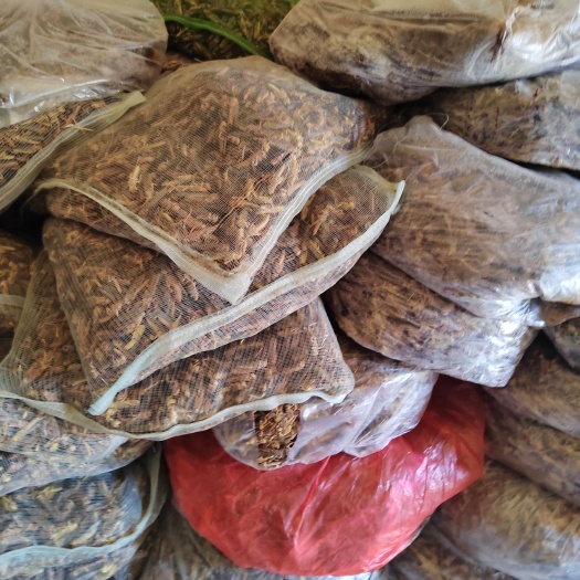 蒙城县冷冻蚂蚱，