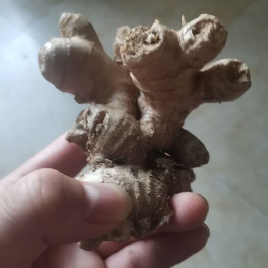 金寨县农家自种生姜
