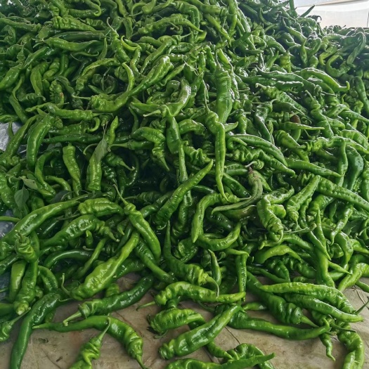 会宁县陇华108，螺丝椒，尖椒，大量上市