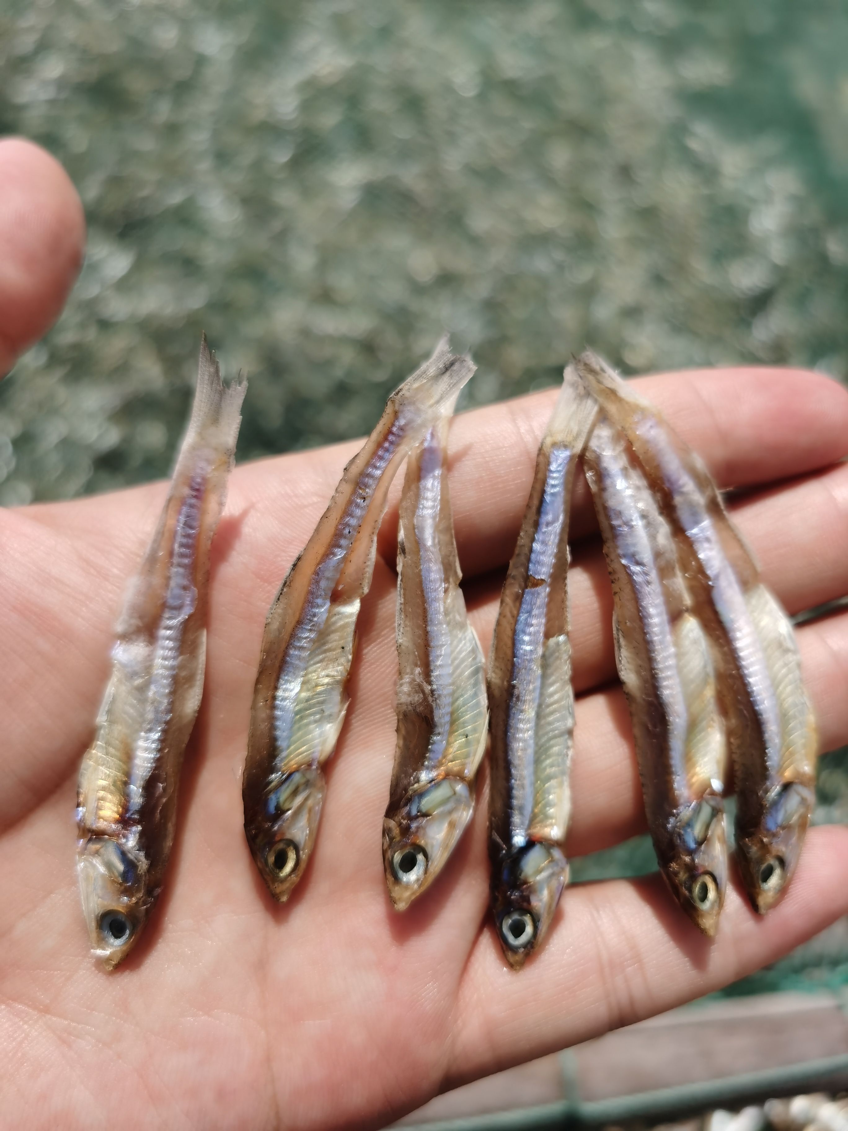 苍南县白帆鱼 公干鱼 海燕鱼 小鱼仔银线鱼 银鱼仔