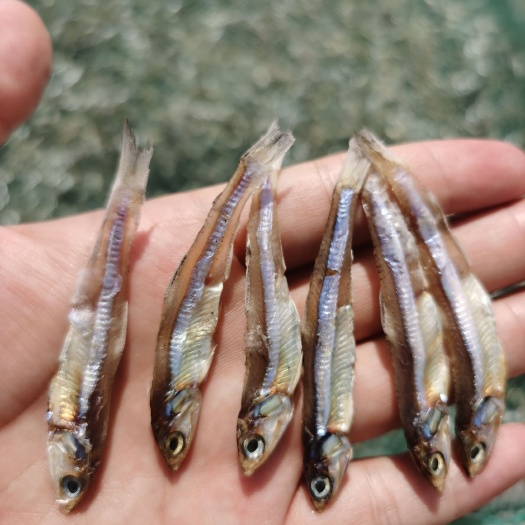 白帆鱼 公干鱼 海燕鱼 小鱼仔银线鱼 银鱼仔