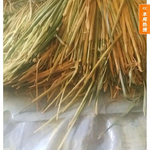 南阳蒲黄