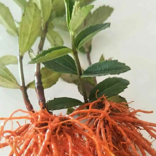 罗甸县蚕豆花