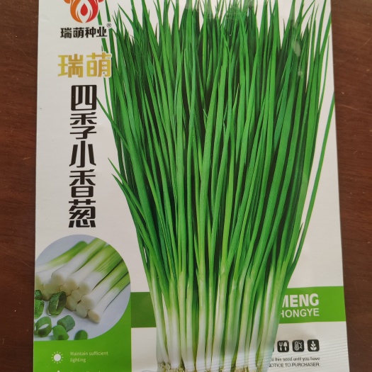 四季香葱种子小香葱种子