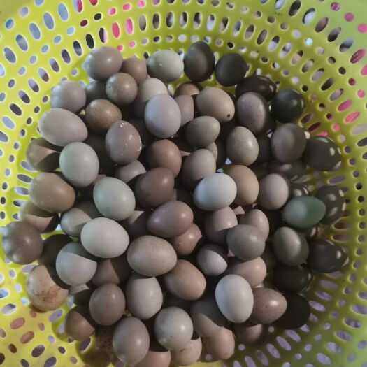 潍坊精品芦丁鸡蛋