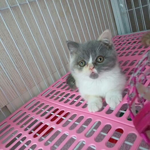 盘锦自家养猫