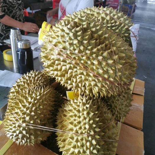 南宁泰国金枕榴莲
（一手货源，现场交易，不发货）