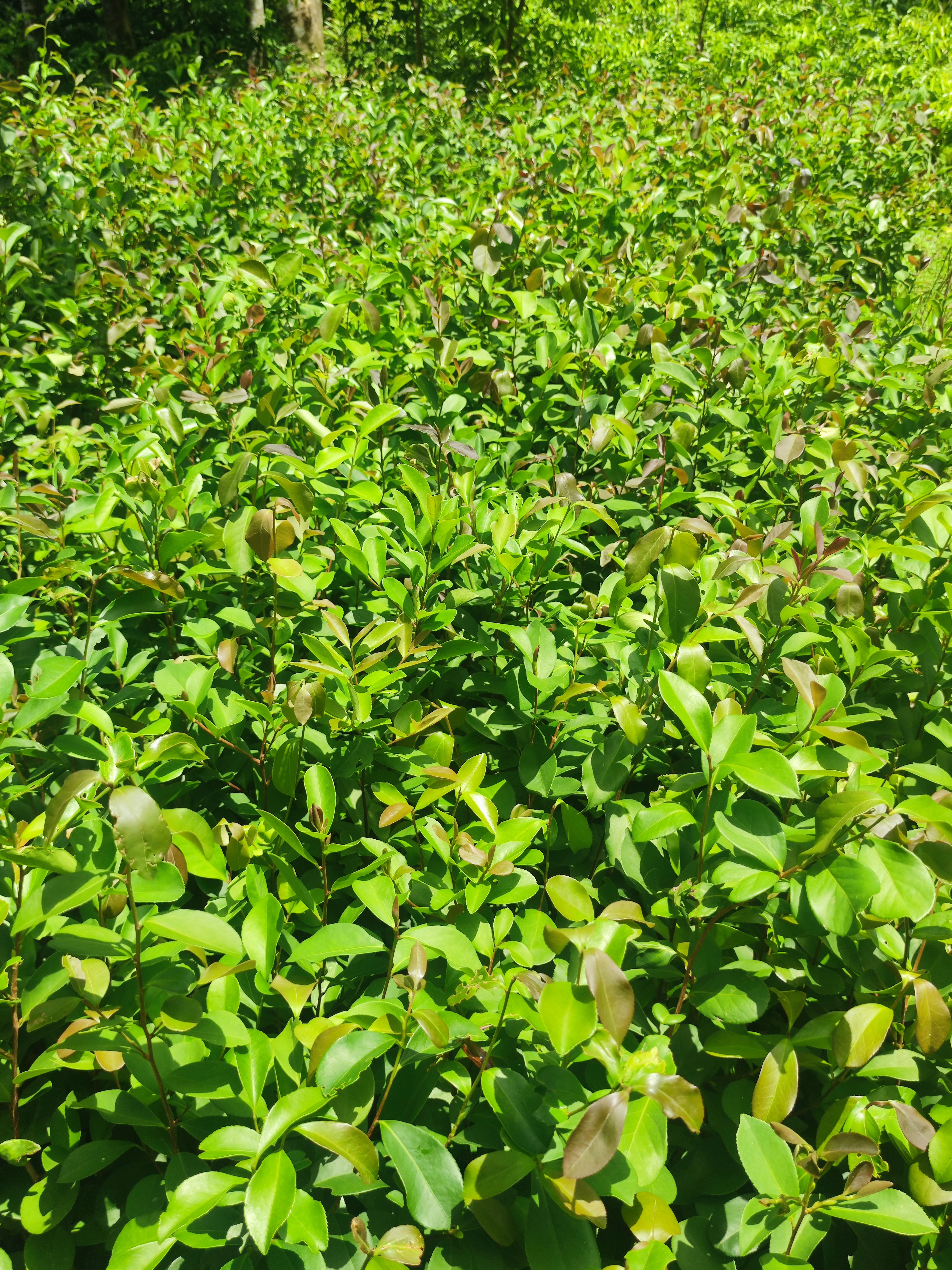 山茶叶苗（山茶苗图片） 山茶叶苗（山茶苗图片）《山茶苗种植》 茶叶资讯