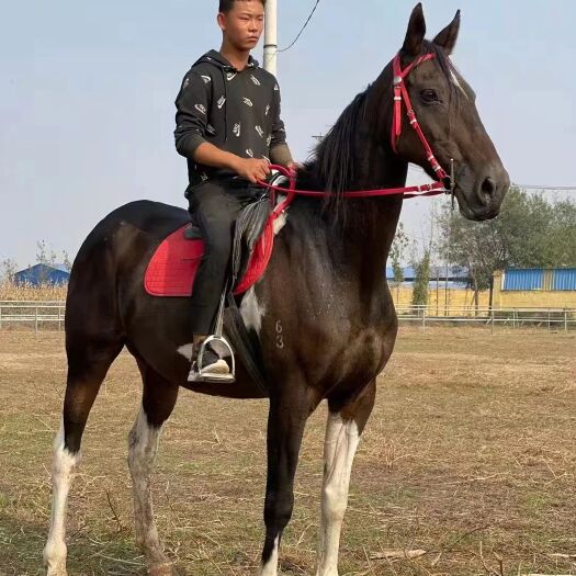 郓城县销售品种高马，矮马，半血马，纯血马，旅游景点骑成马