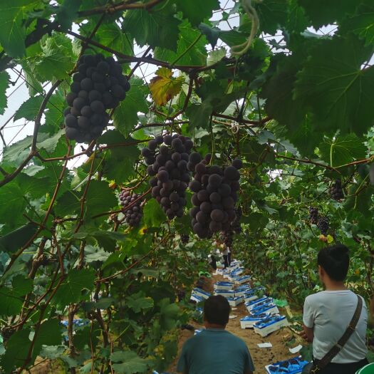 营口营口鲅鱼圈巨峰葡萄
