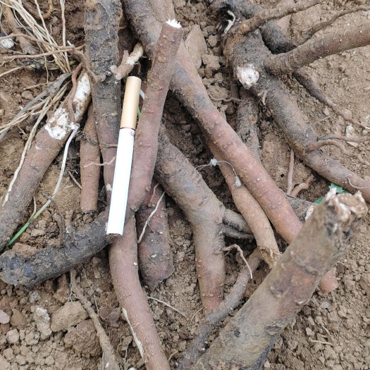 亳州求购鲜白芍500吨，基地优先