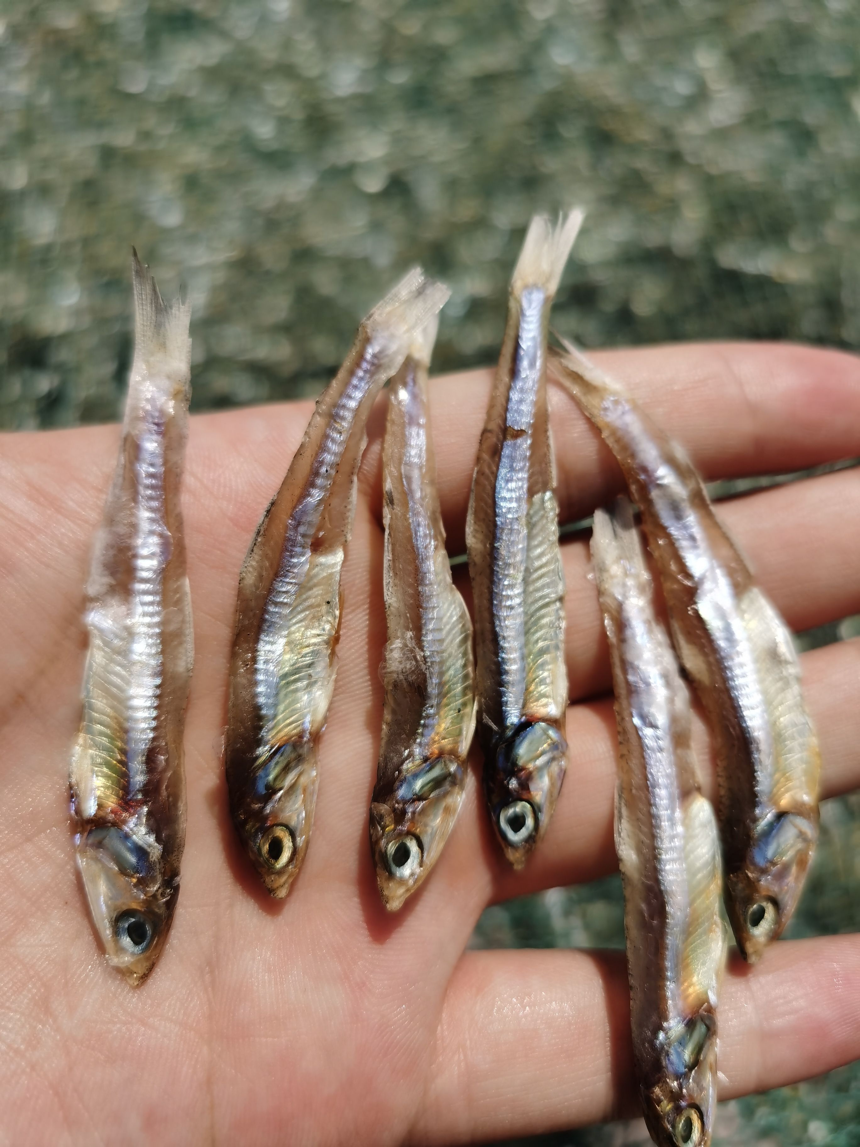 白帆鱼 公干鱼 海燕鱼 小鱼仔银线鱼 银鱼仔