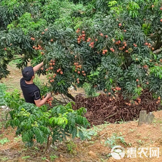 从化桂味荔枝