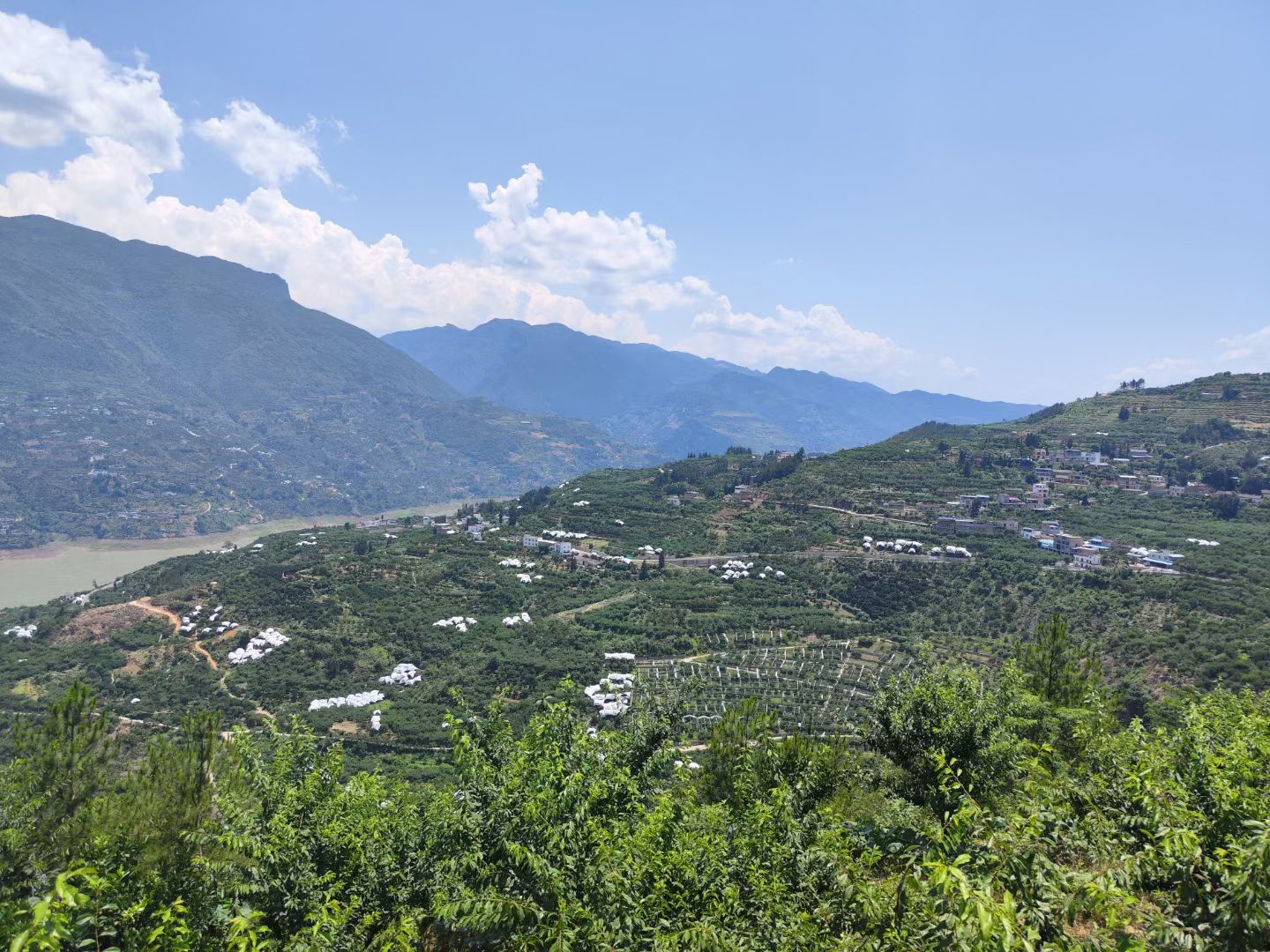 巫山脆李10斤装