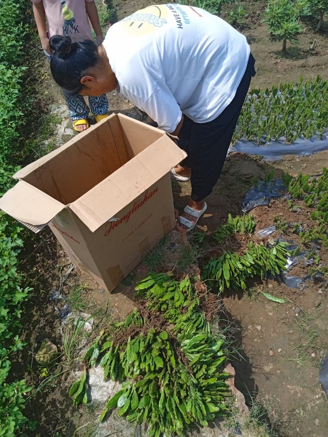 千手观音仙人掌盆栽绿植千佛手多头仙人掌姬珊瑚摇钱树基地包邮