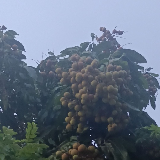 乐东县海南龙眼