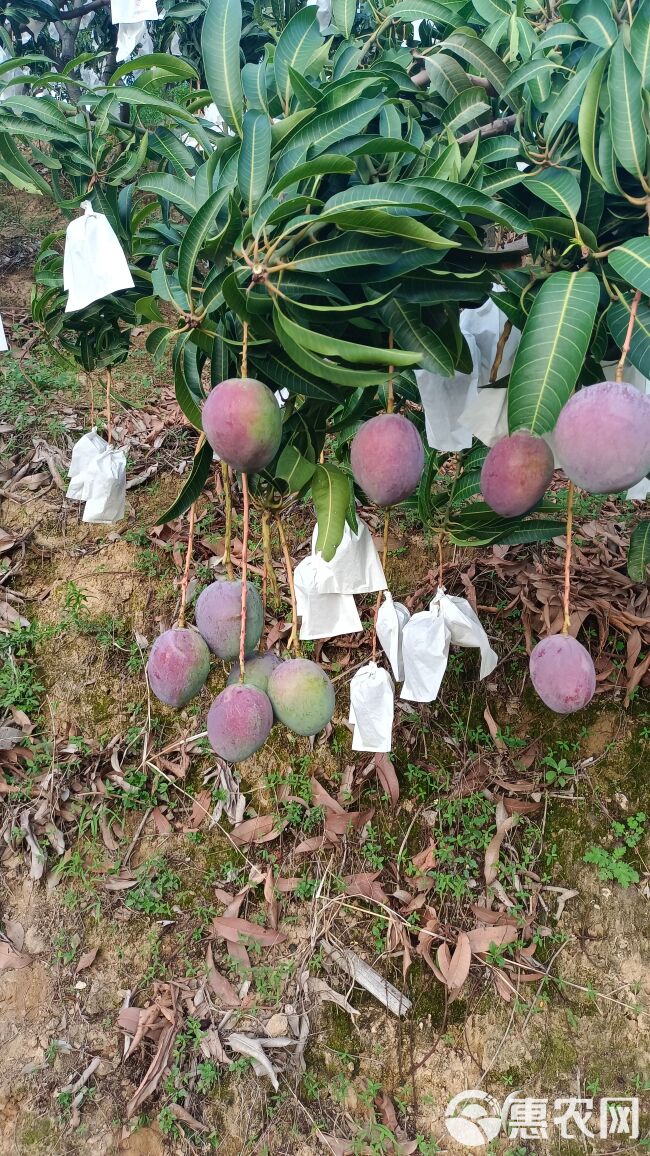 四川攀枝花彩虹芒圣心芒吉禄芒好吃又好看一手货源对接全国采