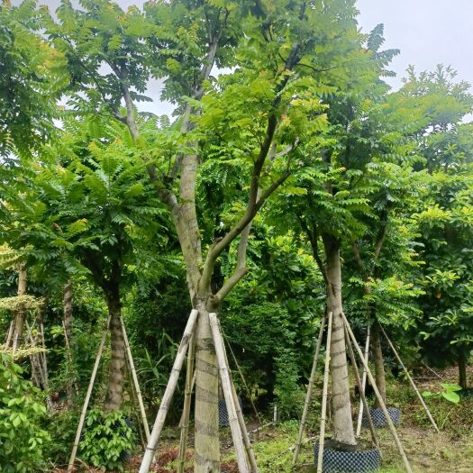15/18公分的骨架麻楝
