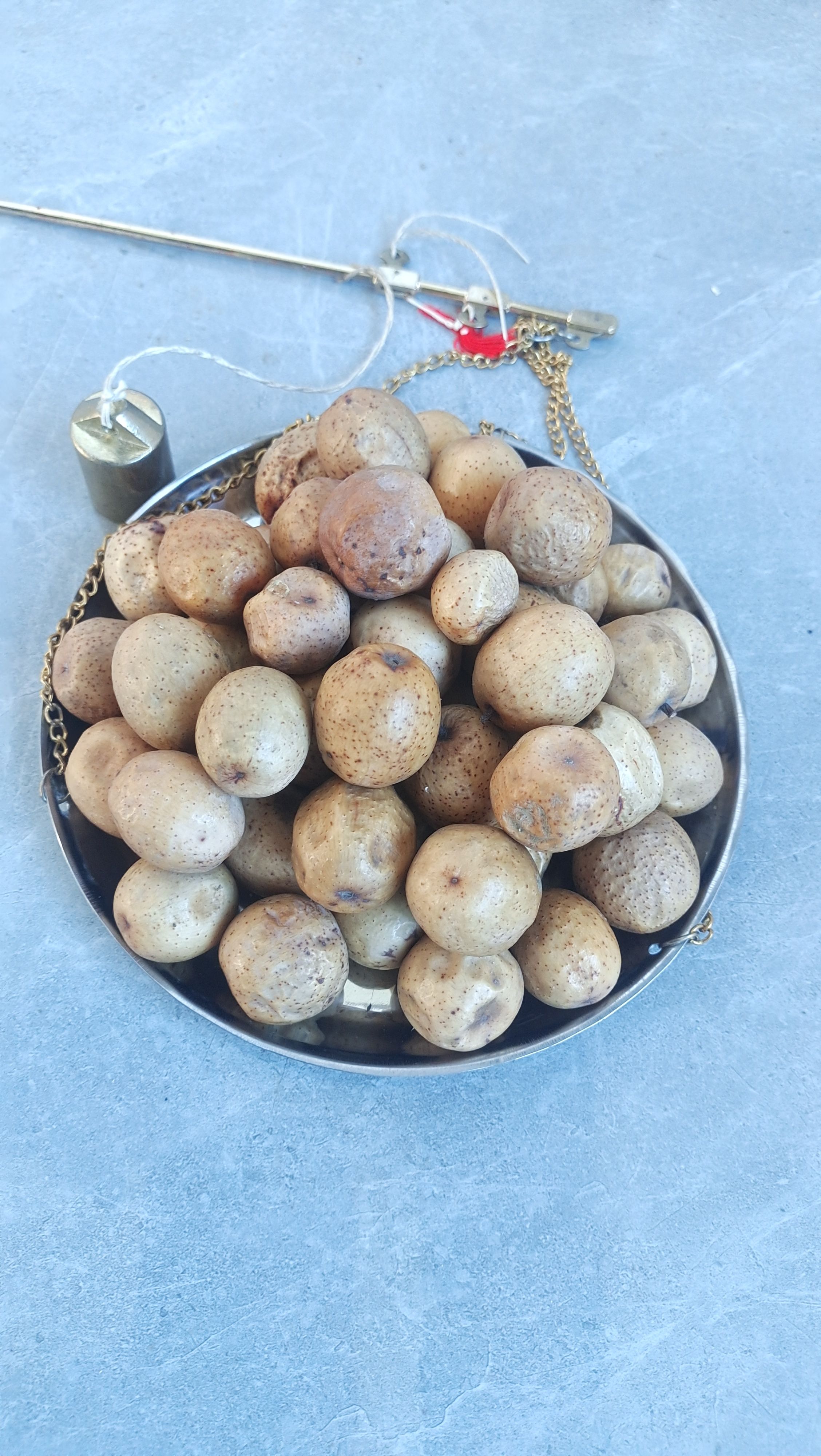 川楝子金铃子苦楝子自产自销