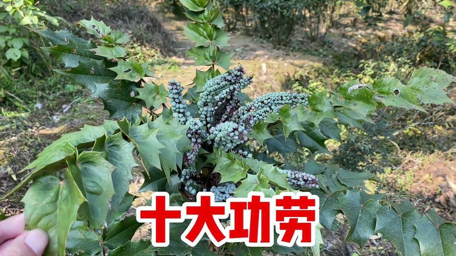 全州县中药材，十大功劳动，干货切片