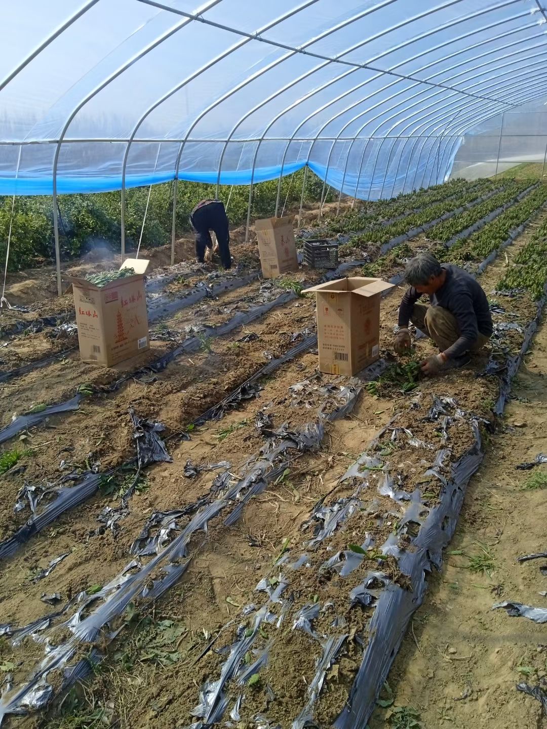 千手观音仙人掌盆栽绿植千佛手多头仙人掌姬珊瑚摇钱树基地包邮