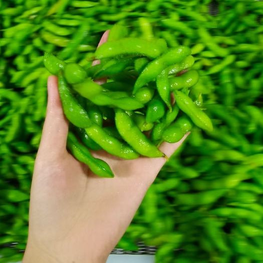 太和县速冻毛豆夹