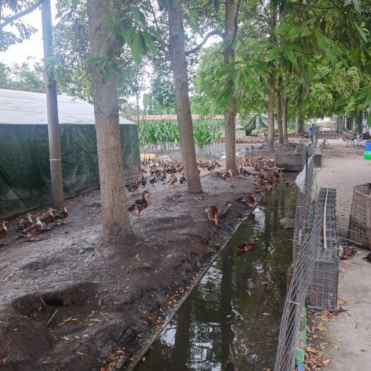 崇州市纯生态散养土麻鸭，真实售价，量大优惠，求长期合作