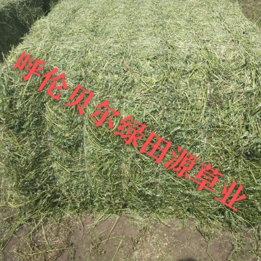 鄂温克旗苜蓿草，苜蓿草颗粒，
