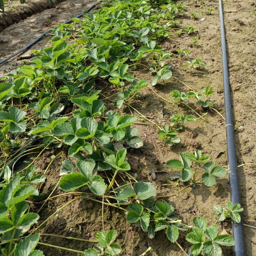 泰安红颜草莓苗特点分析 大叶红颜草莓苗基地 大型草莓苗厂家