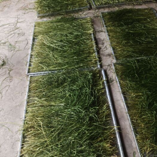 岷县23年无穗烘干精品提草荷兰猪仓鼠兔子零食主粮兼具磨牙雪水灌溉