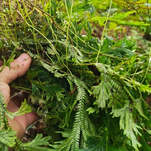 榕江县石上柏，龙鳞草，大叶菜、梭罗草
