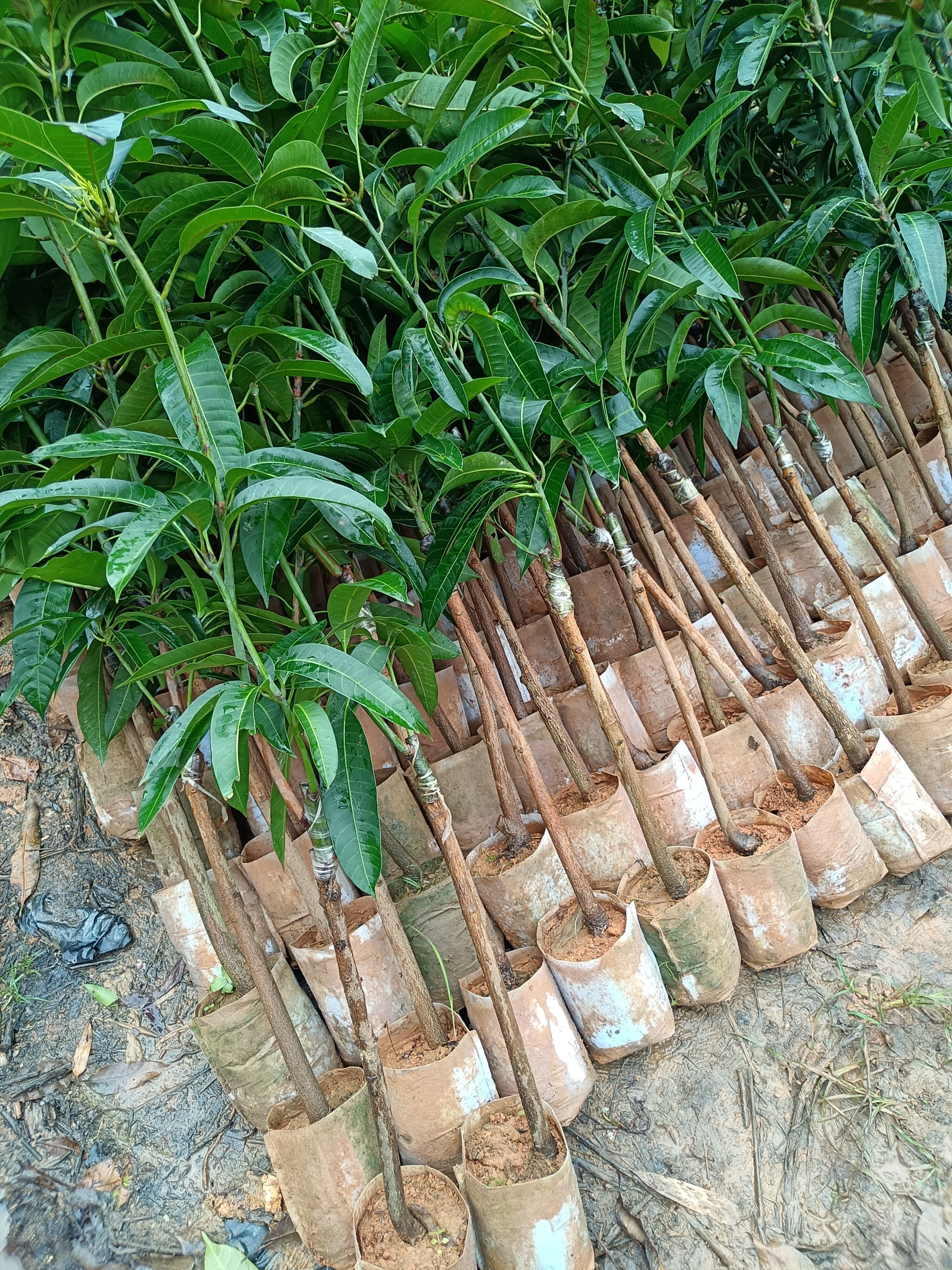 金煌芒果树苗杯苗，全国包邮