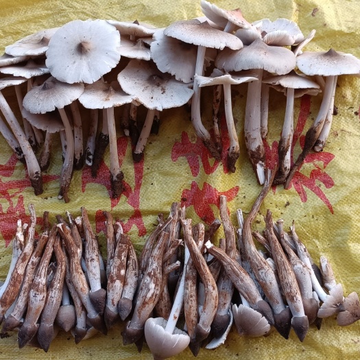 贺州鸡枞菌