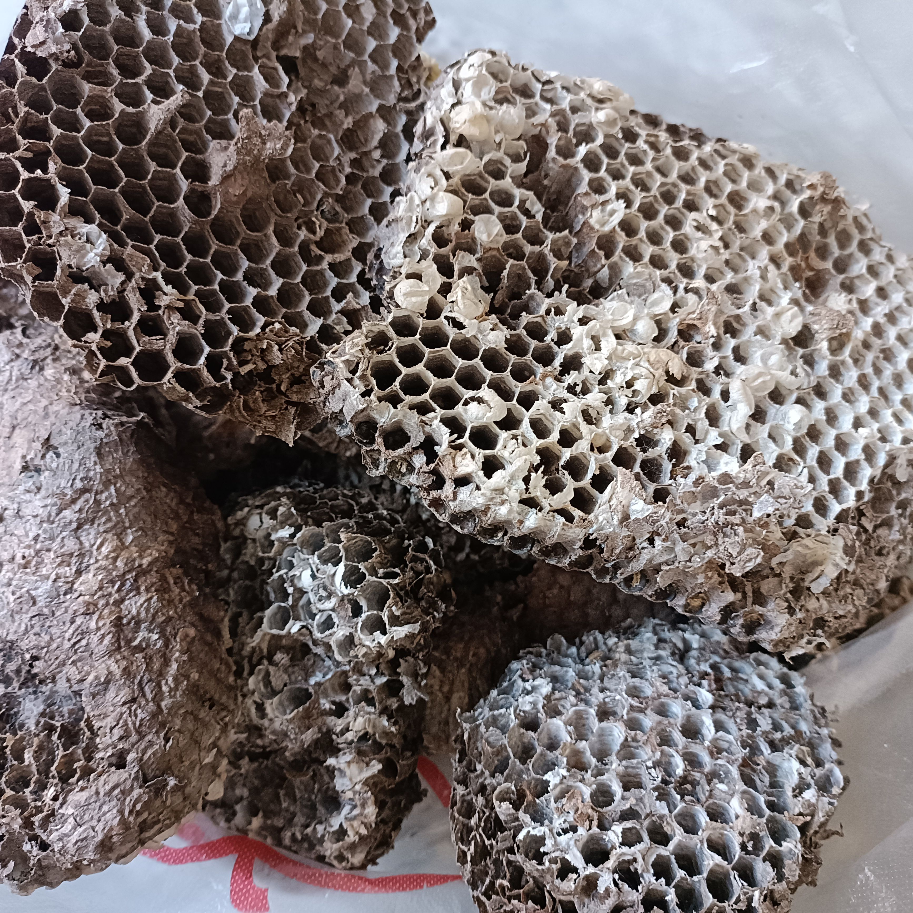 蜂房蜂窝蜂子窝软蜂房大山里采摘的药材用无硫熏