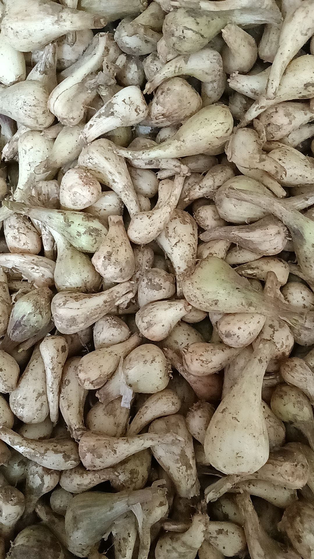 苕頭，藠頭可以制作各種堿菜和泡菜，吃得香脆爽囗.，