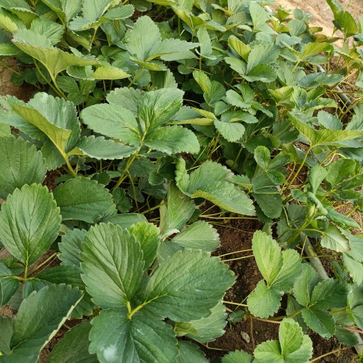 泰安隋珠草莓苗多少钱一棵，香野草莓苗价格