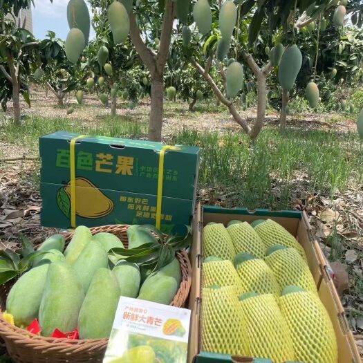 百色金煌芒大果